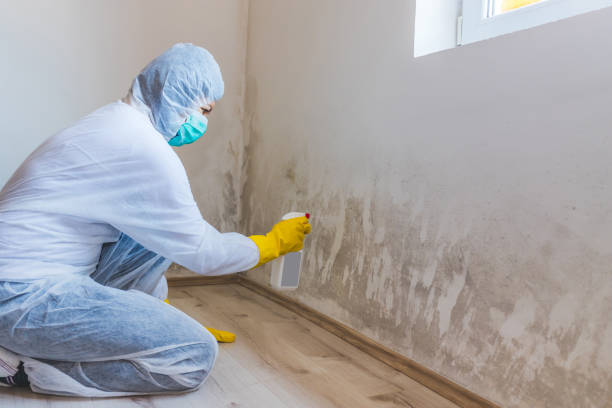 Professional mold removal team in Carver